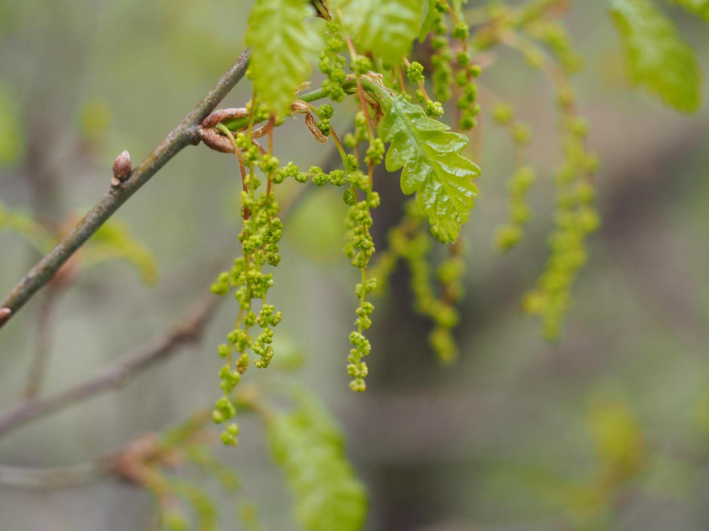 Oak, Sessile flower